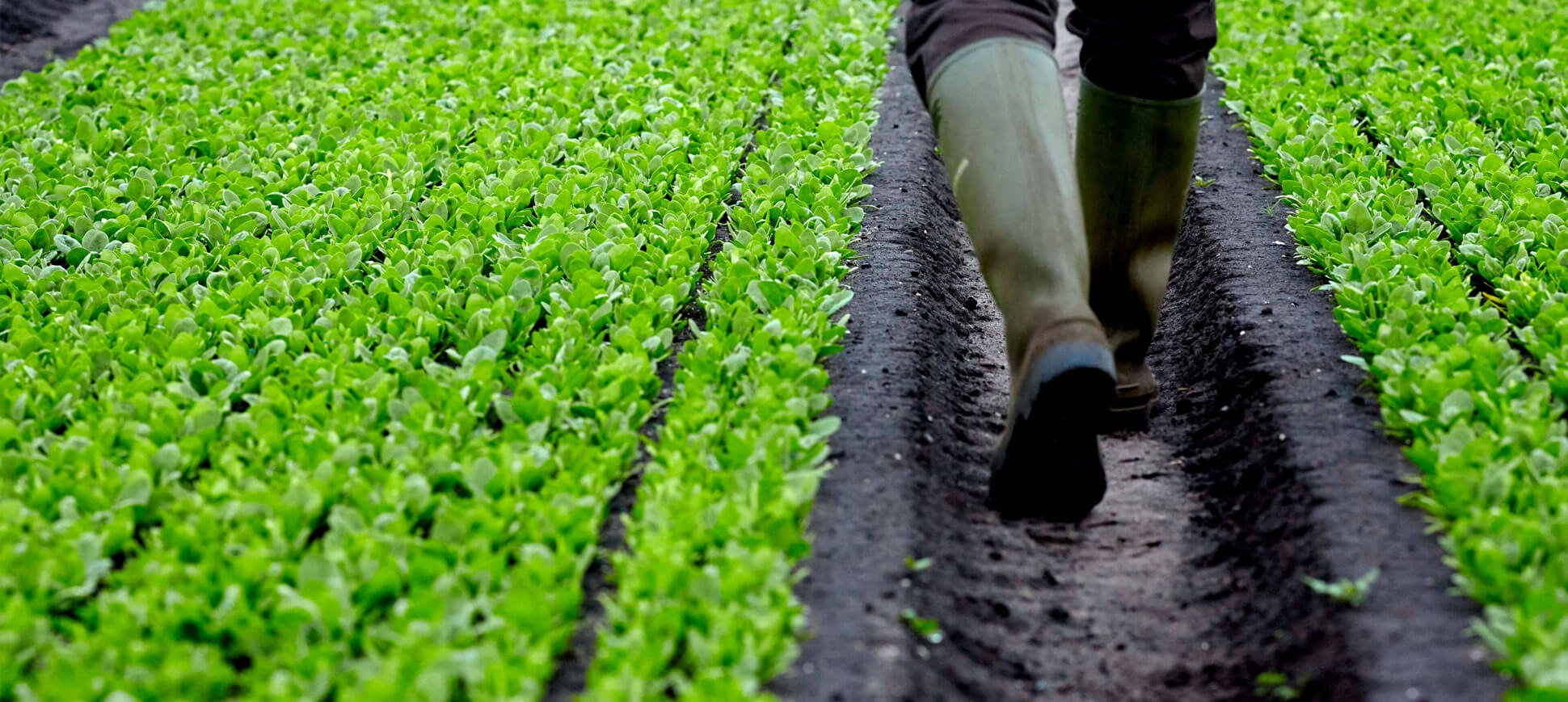 Home Agrial Fresh Produce